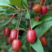 Hardy Berry Shrub Seeds