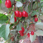 Hardy Berry Shrub Seeds