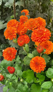 Chrysanthemum Seeds – Chrysanthemum × morifolium