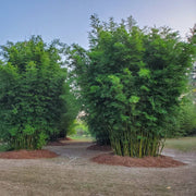 Hardy Clumping Bamboo Seeds - Ornamental Bamboo Landscape Seeds