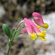 Pink Rock Harlequin Seeds
