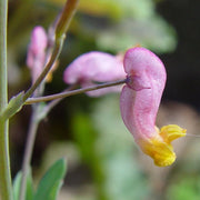 Pink Rock Harlequin Seeds