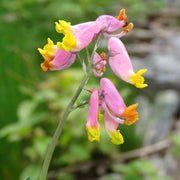 Pink Rock Harlequin Seeds