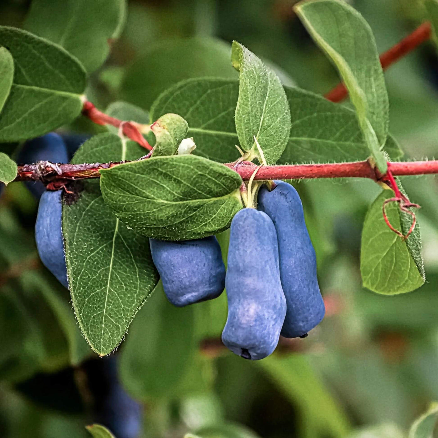Haskap Berry Seeds