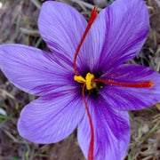 Hatsuga Saffron Crocus Seeds