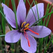 Hatsuga Saffron Crocus Seeds