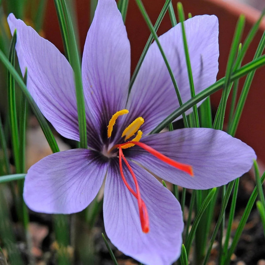 Hatsuga Saffron Crocus Seeds