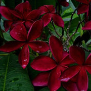 Hawaiian Frangipani Seeds - Flower Plant