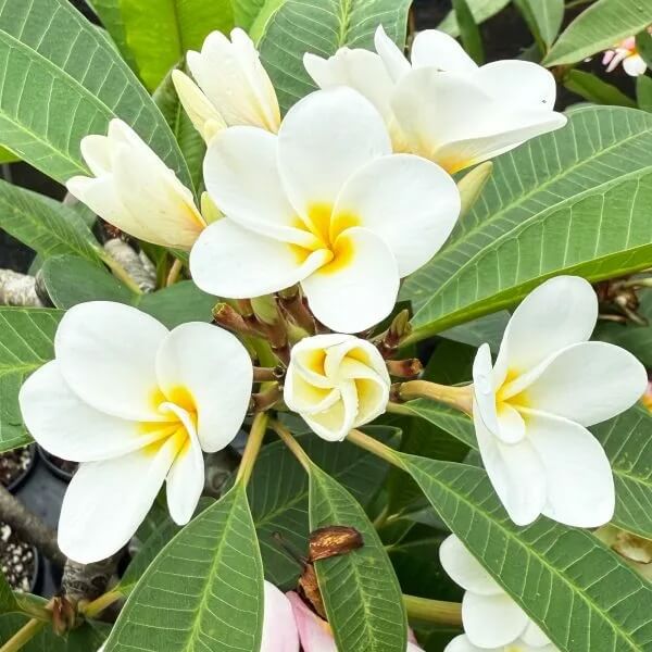 Hawaiian Frangipani Seeds - Flower Plant
