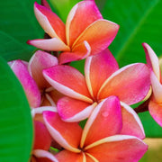 Hawaiian Plumeria Mix Seeds - Flower Plant