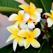 Hawaiian Plumeria Mix Seeds - Flower Plant