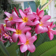Hawaiian Plumeria Mix Seeds - Flower Plant