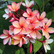 Hawaiian Plumeria Mix Seeds - Flower Plant