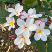 Hawaiian Plumeria Seeds - Flower Plant