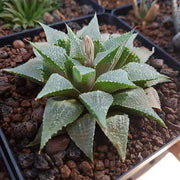 Flowering Haworthia Seeds, Herbal