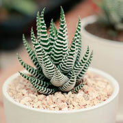 Flowering Haworthia Seeds, Herbal