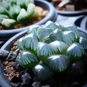 Crystal Succulent Haworthia Obtusa Seeds, Herbal