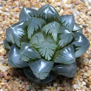 Crystal Succulent Haworthia Obtusa Seeds, Herbal