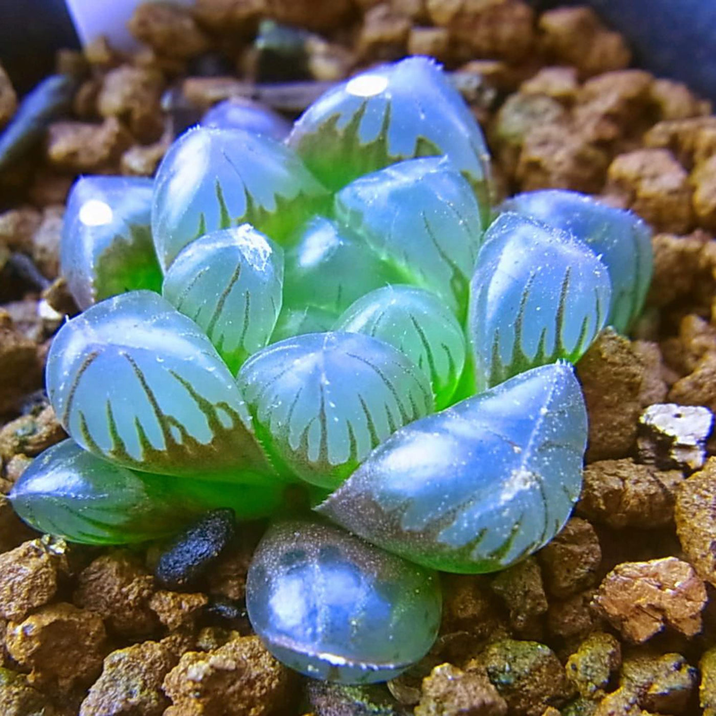Crystal Succulent Haworthia Obtusa Seeds, Herbal