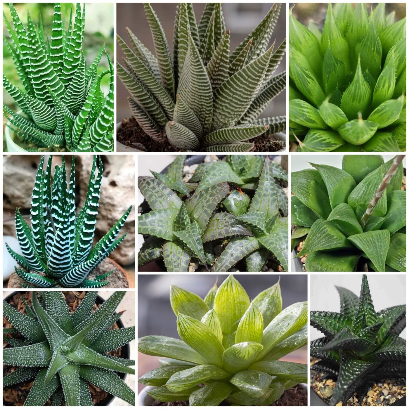 Haworthia Seeds - All In One For Home Gardens