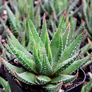 Haworthia Seeds - All In One For Home Gardens