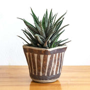 Haworthia Seeds - All In One For Home Gardens
