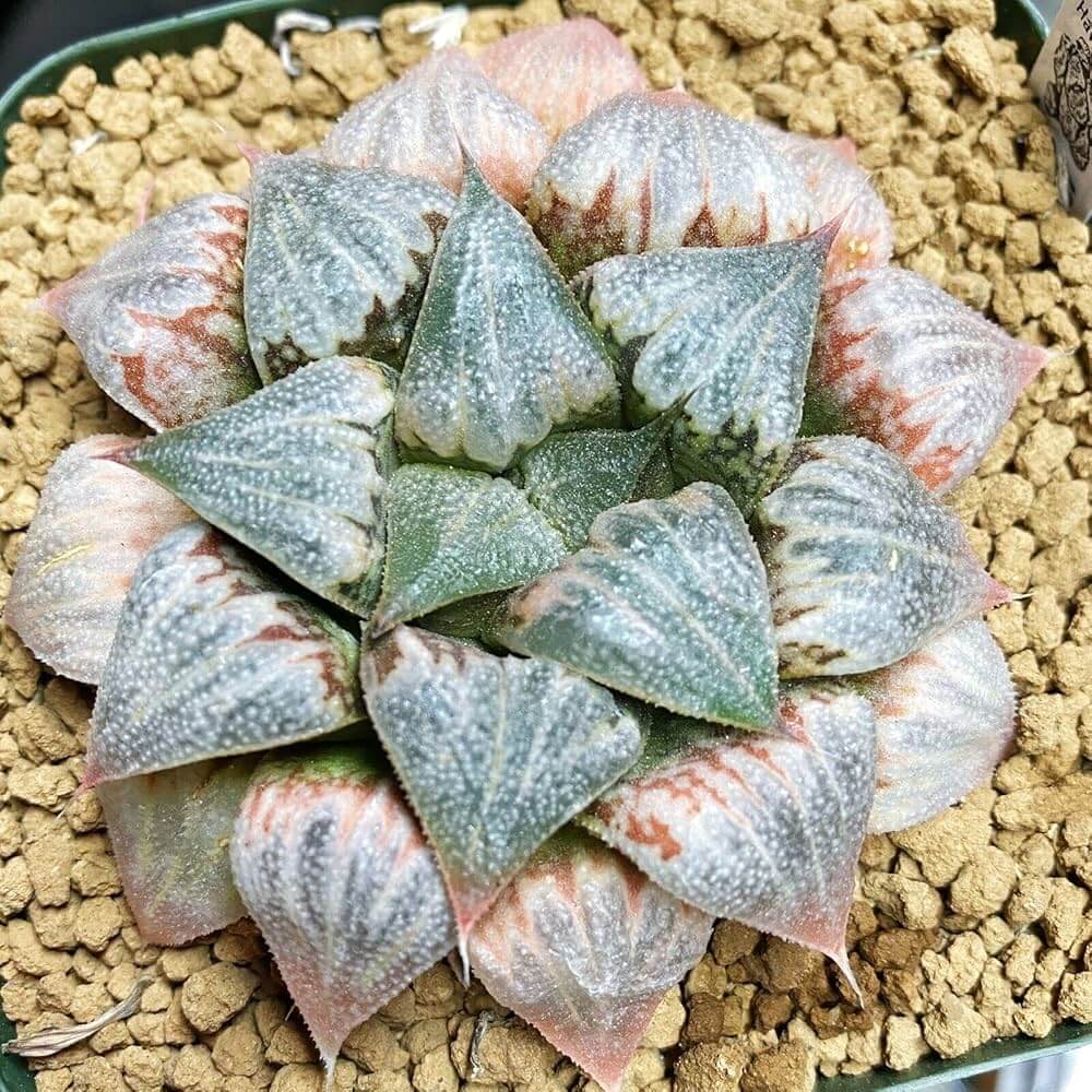 Flowering Haworthia Seeds, Herbal