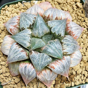 Flowering Haworthia Seeds, Herbal