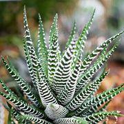 Succulent Haworthia Zebra Seeds, Herbal