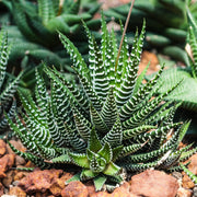 Succulent Haworthia Zebra Seeds, Herbal