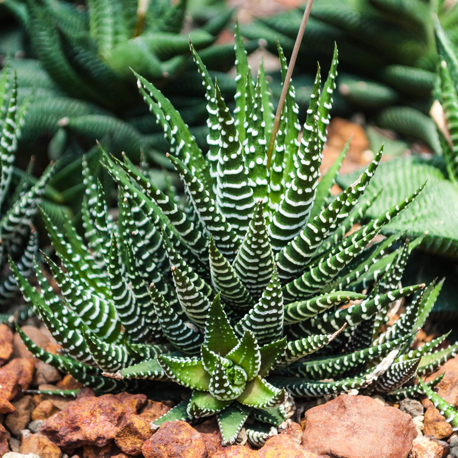 Succulent Haworthia Zebra Seeds, Herbal
