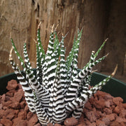 Succulent Haworthia Zebra Seeds, Herbal