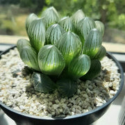 Haworthia cooperi Seeds - Herbal Seeds