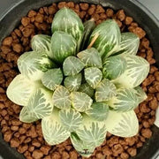 Haworthia cooperi Seeds - Herbal Seeds