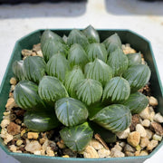 Haworthia cooperi Seeds - Herbal Seeds