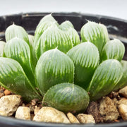 Haworthia cooperi Seeds - Herbal Seeds
