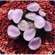 Purple Haworthia maughanii Seeds, Herbal