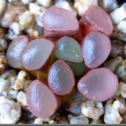 Purple Haworthia maughanii Seeds, Herbal