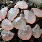 Purple Haworthia maughanii Seeds, Herbal