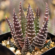 Brown Haworthia reinwardtii Seeds, Herbal