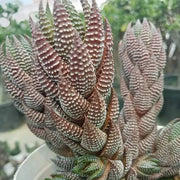 Brown Haworthia reinwardtii Seeds, Herbal