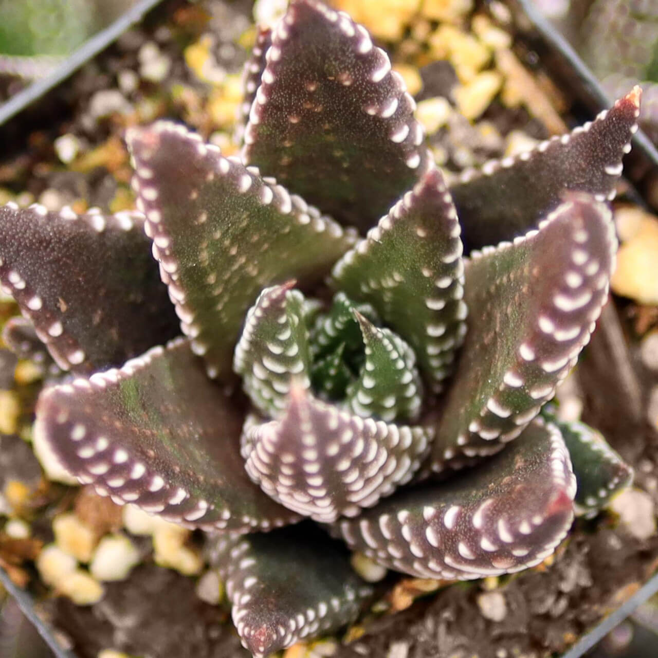Brown Haworthia reinwardtii Seeds, Herbal