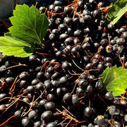 Black Hawthorn Seeds