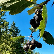 Black Hawthorn Seeds