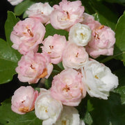 English Hawthorn Seeds