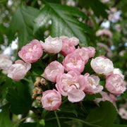 English Hawthorn Seeds