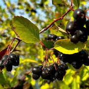 Black Hawthorn Seeds