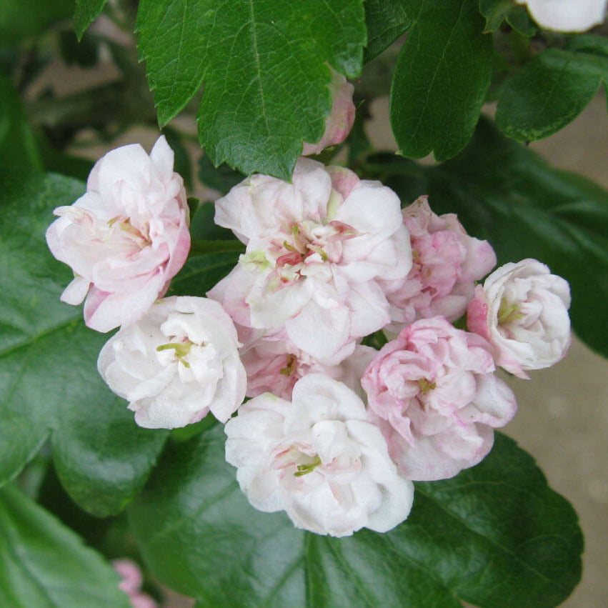 English Hawthorn Seeds