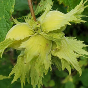 American Hazelnut Seeds