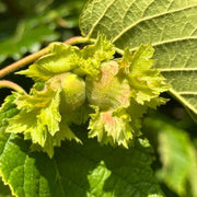 American Hazelnut Seeds